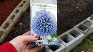 Высаживаем Ехиопсы в клумбу