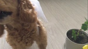 Ляля сторого следит как работаем.#dog #спаниель #моясобака