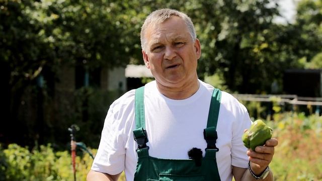 Гниль на перцах. Как бороться?