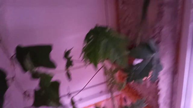 глоксинии цветут