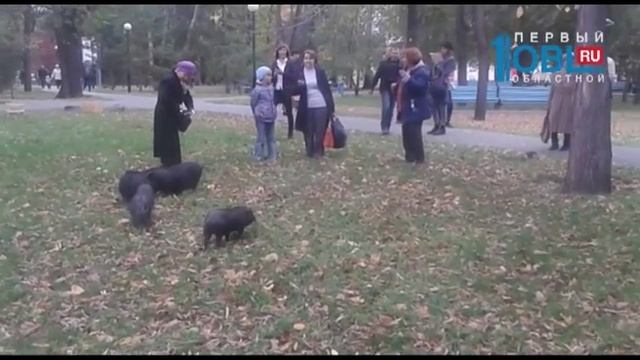 Мини пигги смотреть онлайн