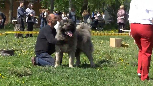 Сравнение кобелей смотреть онлайн