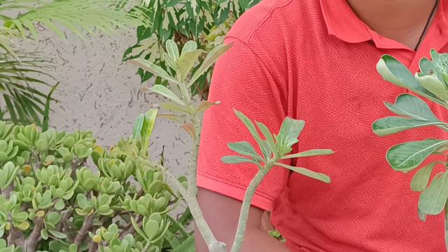 How to care Adenium Plants in Rainy season.