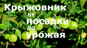 КРЫЖОВНИК от ПОСАДКИ до УРОЖАЯ!!!