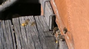 пчелы несут обножку