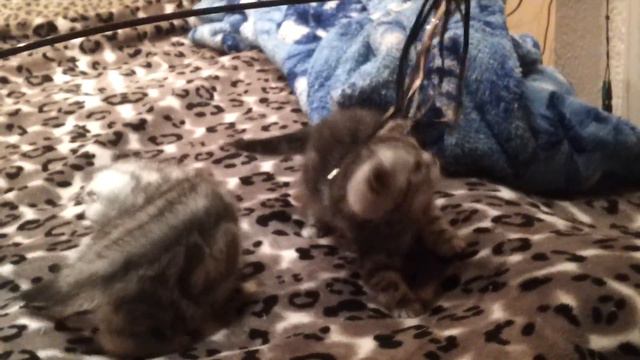 Шотландские вислоухие котята.Часть 2