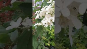 Гортензия ДОЛЛИ
