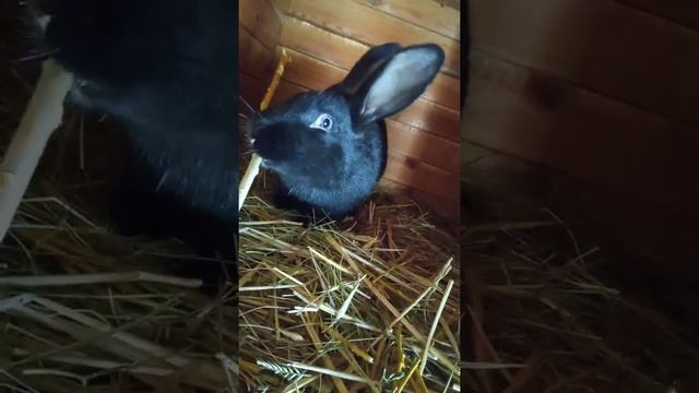 Крольчиха по кличке Ночка! #shorts смотреть онлайн