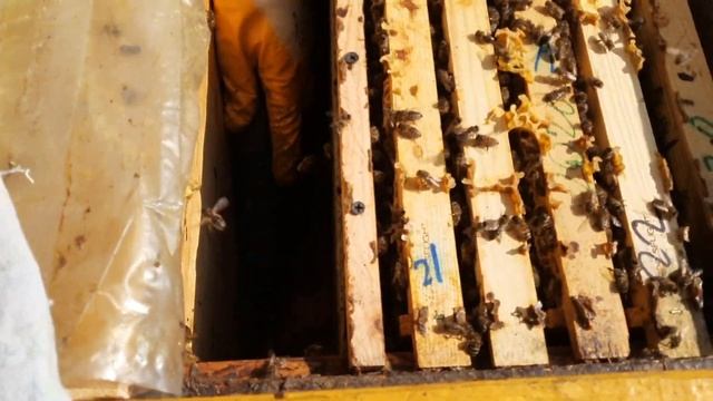 Как быстро почистить лежак от подмора. смотреть онлайн