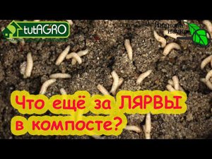 ПРИ РАЗГРЕБАНИИ КОМПОСТНОЙ КУЧИ ОБНАРУЖИЛ... ВОТ ТАКОЕ! Это друзья или враги? Что делать? Давить?
