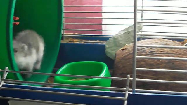 Як доглядати за хомяком в якого випали зуби смотреть онлайн