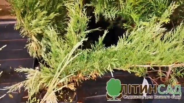 ?ЯЛІВЕЦЬ (МОЖЖЕВЕЛЬНИК) ?