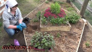Бальзамин: выращивание и уход