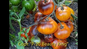 Экзотические сорта томатов. Начало.