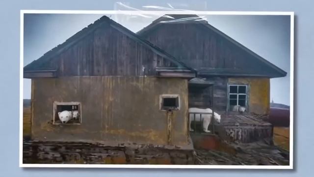 ДӘЛ ОСЫ ҮШІН АҚ АЮЛАР ТОЛЫҚТАЙ ҚЫРЫЛЫП ӨЛУДЕ / АҚ АЮЛАРДЫҢ СҰМДЫҚ ТАҒДЫРЫ