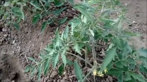 томаты Пудовик  Севрюга Сенсей Ятаган и КАБАЧКИ