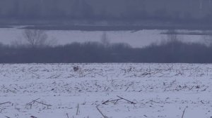 Охота на зайца. Попался мудрый профессор. Rabbit hunting. Got a wise professor.