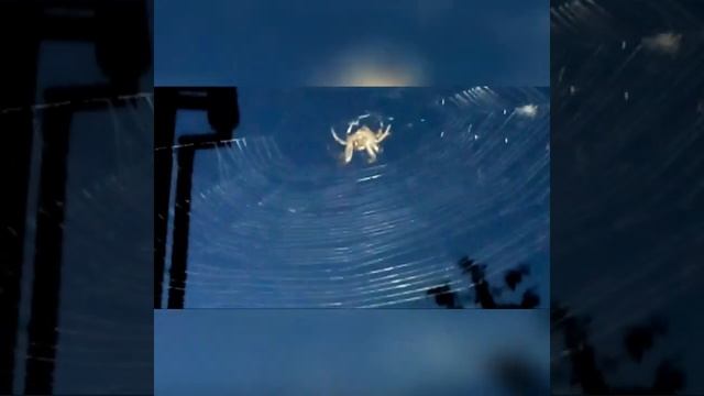 угловатый паук крестовик смотреть онлайн