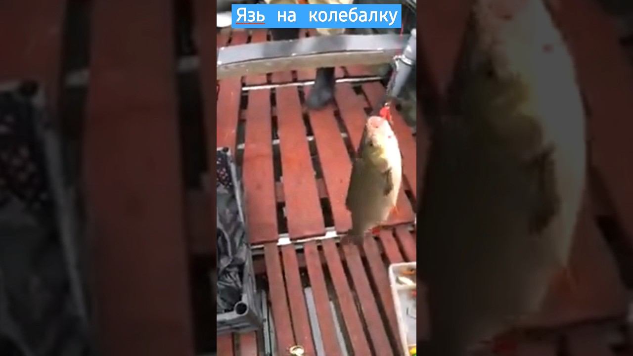 Язь на колебалку #щука #язь #рыбалка смотреть онлайн