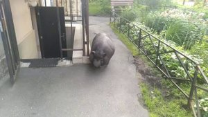 Свинья Варя с Васильевского острова