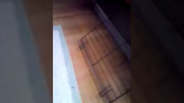 Мой кролик! Как ухаживать, стоит ли заводить!