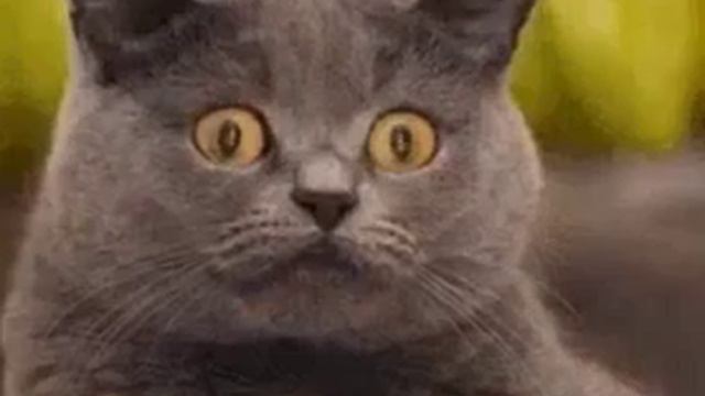 Бешеный кот смотреть онлайн