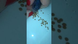 Как достать икру у цихлиды изо рта