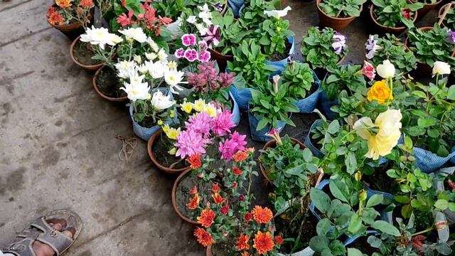 27 November Sunday Morning Galiff Street Plants Market In Kolkata || Winter Season Flower Plants