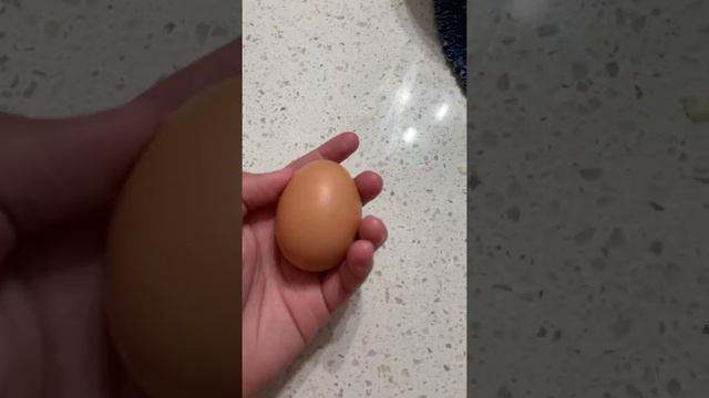 EGG OR IMPOSTER?!?