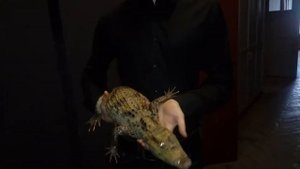 ???Стоит ли заводить крокодила дома?