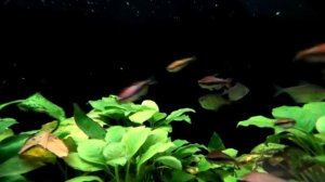 Purple emperor tetra