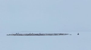 Оленеводы перегоняют стадо северных оленей через озеро.