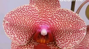 Орхидеи с названиями.Часть 2.Ищем свою красавицу.