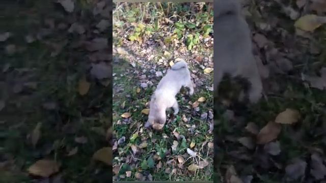 Мои собаки. Западносибирские лайки