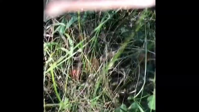 Очень грибное место смотреть онлайн