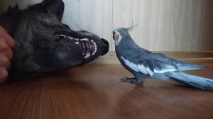 Птичка Тари