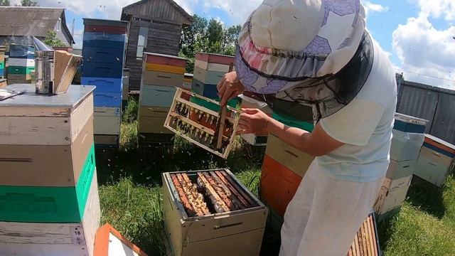 Апитерапия - лечу колено ПЧЕЛАМИ!!! Пасека, немецкое кладбище и др. - Бобруйск - Беларусь - Влог