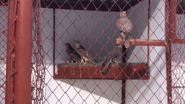 #goodnews в Алматы: Экскурсия по питомнику хищных птиц смотреть онлайн