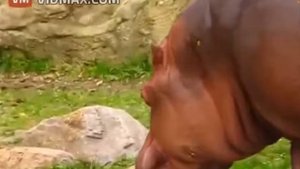 осторожно какает бегемот 🗿❤️🇷🇺👍🦛