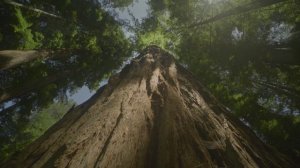 8K UHD DEMO - Redwoods