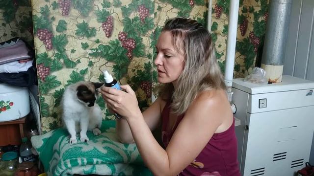 #Как эффективно травить блох у кота#### смотреть онлайн