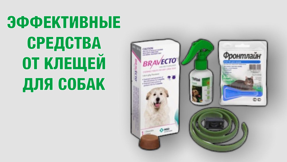 Когда начинать давать таблетки от клещей собаке. Защита от клещей для собак. Защита от клещей для собак беременных. Реклама препаратов от клещей для животных. Ультразвуковая защита для собак от клещей.