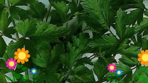 Петрушка листовая Бутербродная. Краткий обзор, описание характеристик, где купить семена