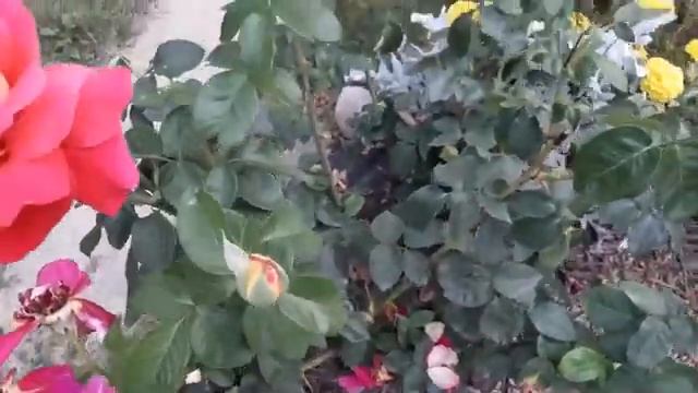 Чайно - гибридная роза Кроненбург смотреть онлайн