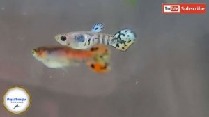 Гуппи эндлера тигр?!/guppies endler Tiger