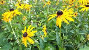 Рудбекия блестящая Гольдштурм / Rudbeckia fulgida Goldsturm