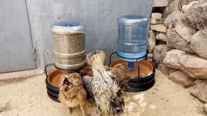 4 необычные идеи практичное изготовление кормушки для кур