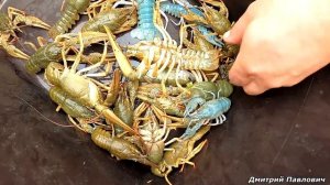 НА ТАКОЙ РЫБАЛКЕ Я ЕЩЁ НЕ БЫВАЛ!!! Ловим Раков на Раколовки!!! Прикормка из чеснока творит чудеса!!