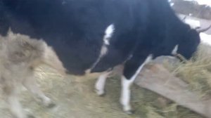 период лактации у коровы