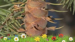 Псевдотсуга менциза ? Обзор: посадка и уход. крупномеры псевдотсуги : описание и особенности